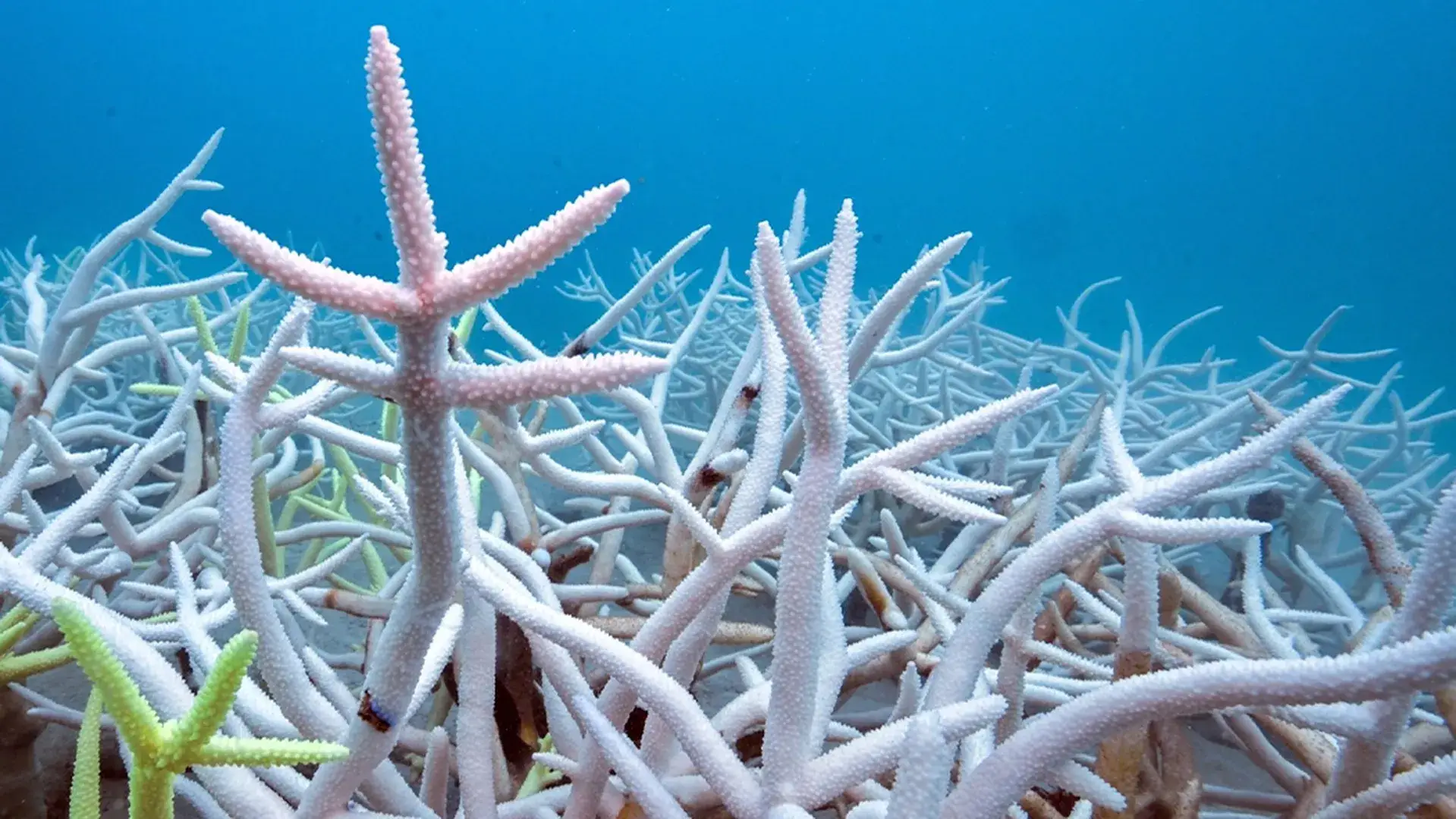80% dos recifes do planeta sofreram branqueamento, aponta estudo inédito