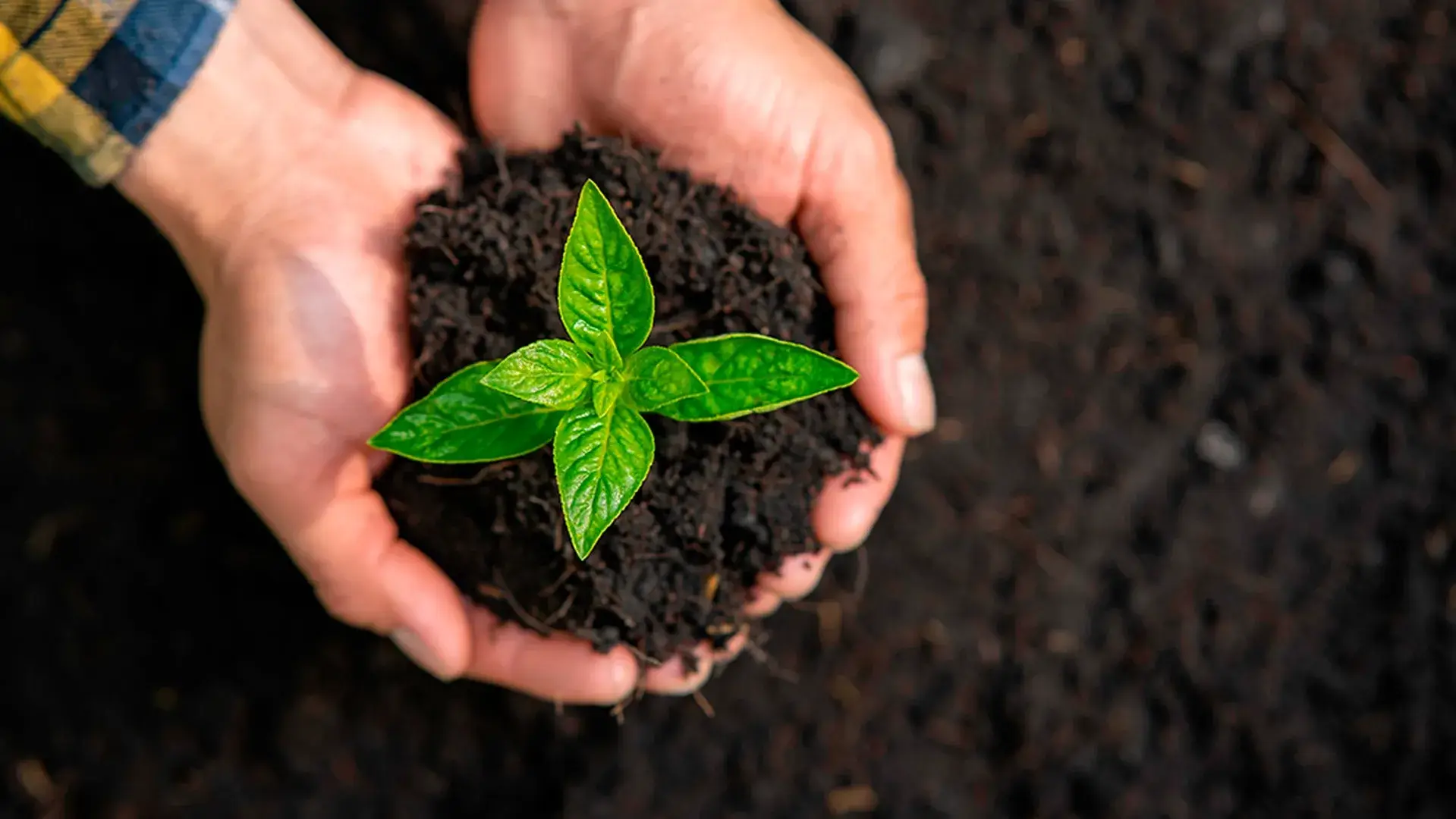7 vitórias para o clima e a natureza em 2025
